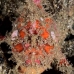 frogfish_painted_fb_bb_si_v_0762_kom1480.jpg